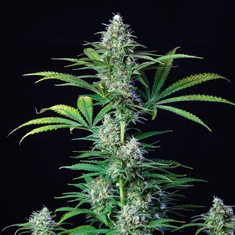 Royal Runtz Strain Cannabis Seeds 